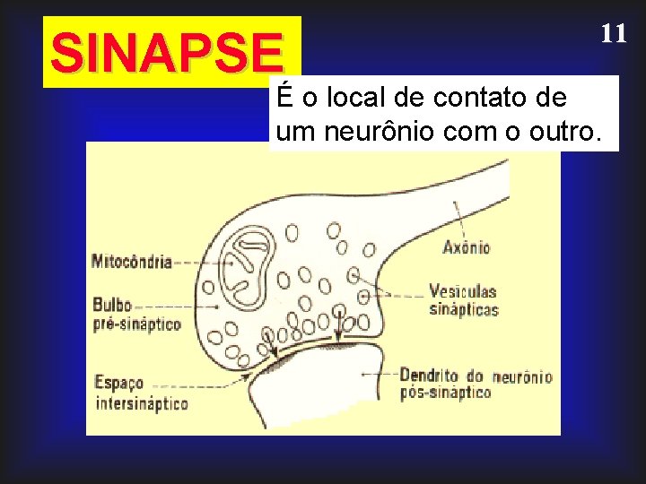 SINAPSE 11 É o local de contato de um neurônio com o outro. 
