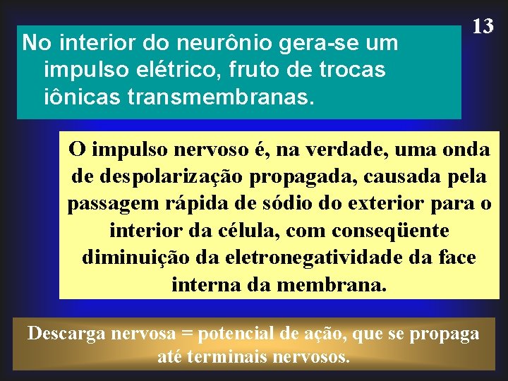 No interior do neurônio gera-se um impulso elétrico, fruto de trocas iônicas transmembranas. 13