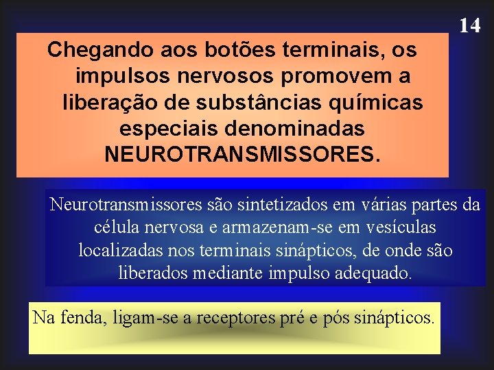 Chegando aos botões terminais, os impulsos nervosos promovem a liberação de substâncias químicas especiais