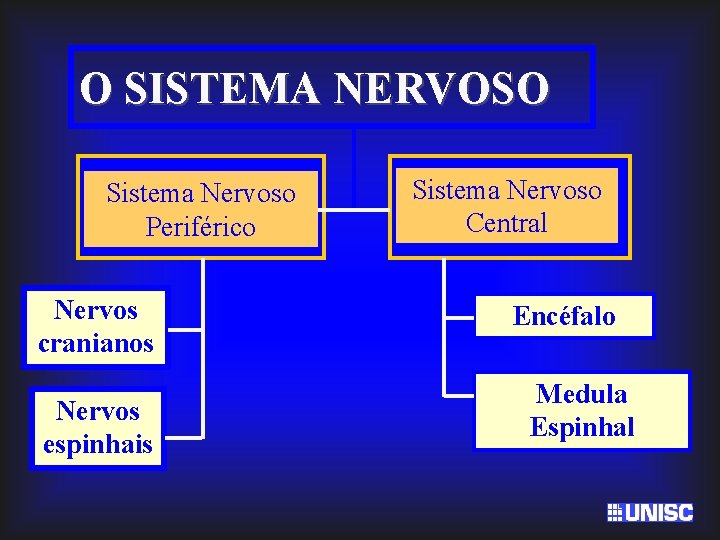 O SISTEMA NERVOSO Sistema Nervoso Periférico Nervos cranianos Nervos espinhais Sistema Nervoso Central Encéfalo