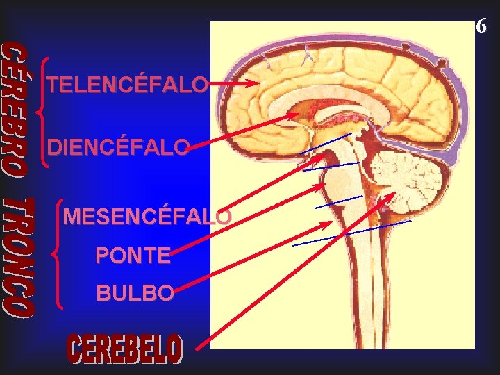 6 TELENCÉFALO DIENCÉFALO MESENCÉFALO PONTE BULBO 