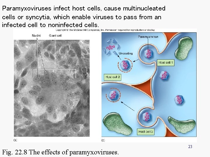 Paramyxoviruses infect host cells, cause multinucleated cells or syncytia, which enable viruses to pass