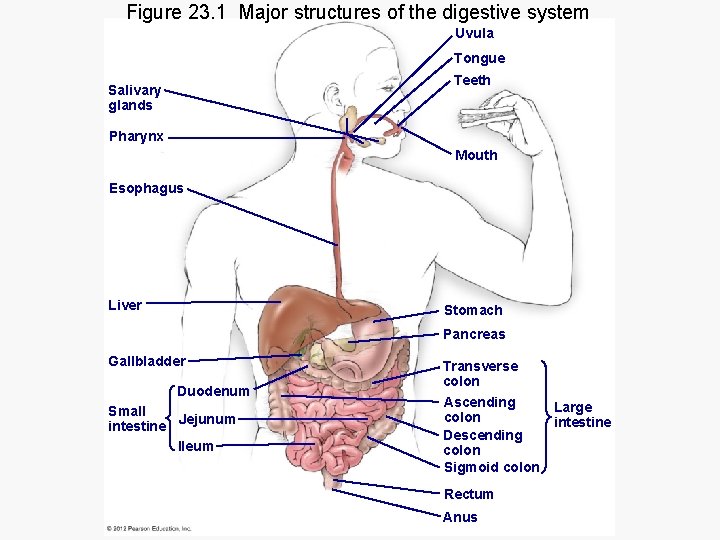 Figure 23. 1 Major structures of the digestive system Uvula Tongue Teeth Salivary glands