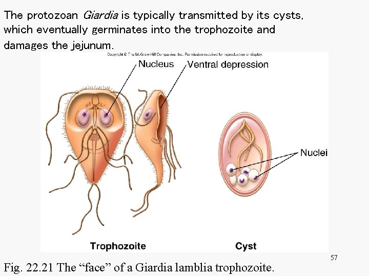 The protozoan Giardia is typically transmitted by its cysts, which eventually germinates into the