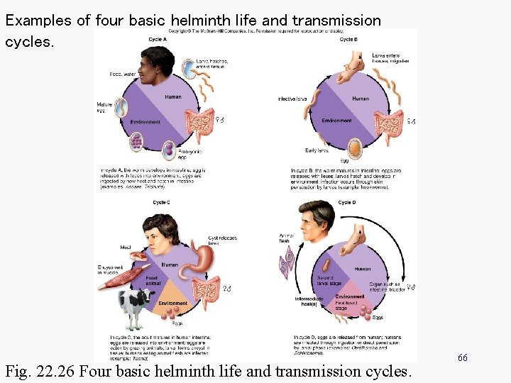 Examples of four basic helminth life and transmission cycles. Fig. 22. 26 Four basic