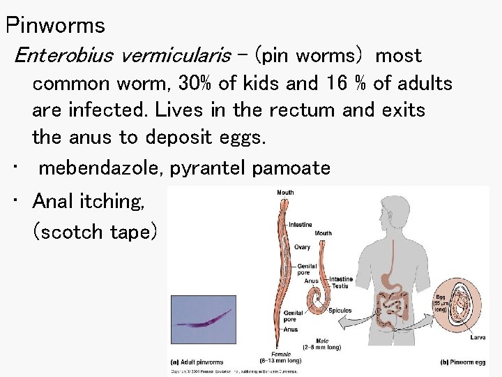 Pinworms Enterobius vermicularis – (pin worms) most common worm, 30% of kids and 16