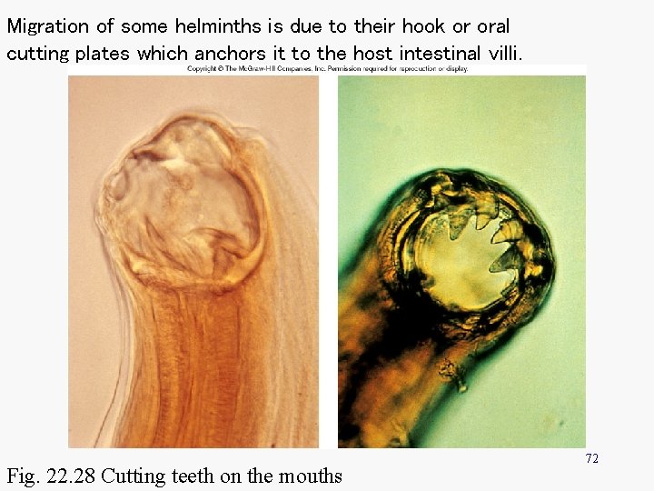 Migration of some helminths is due to their hook or oral cutting plates which
