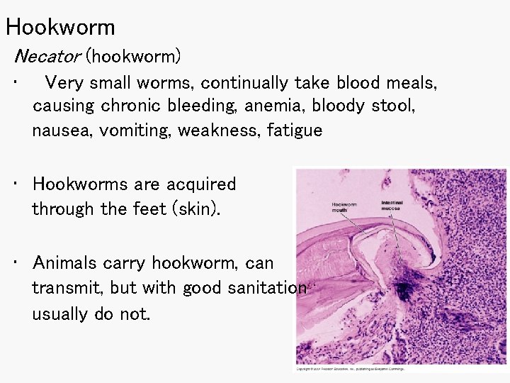 Hookworm Necator (hookworm) • Very small worms, continually take blood meals, causing chronic bleeding,
