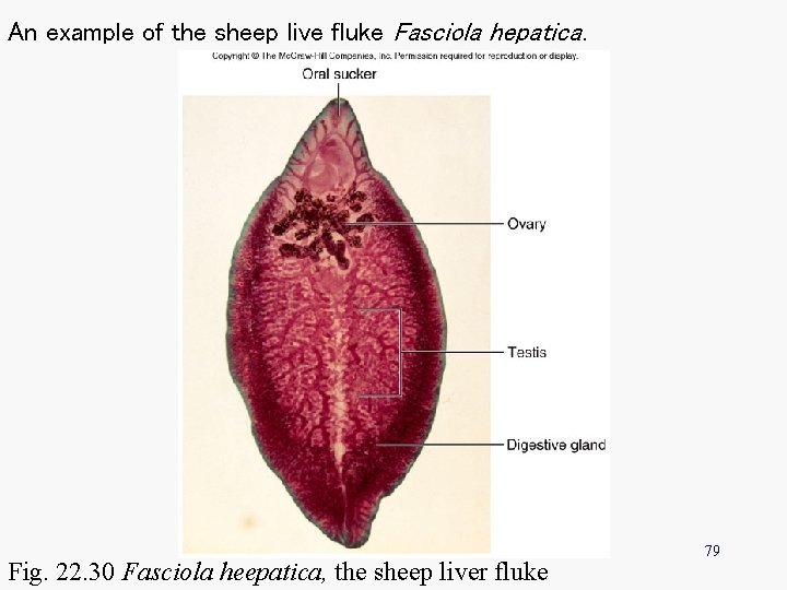 An example of the sheep live fluke Fasciola hepatica. Fig. 22. 30 Fasciola heepatica,
