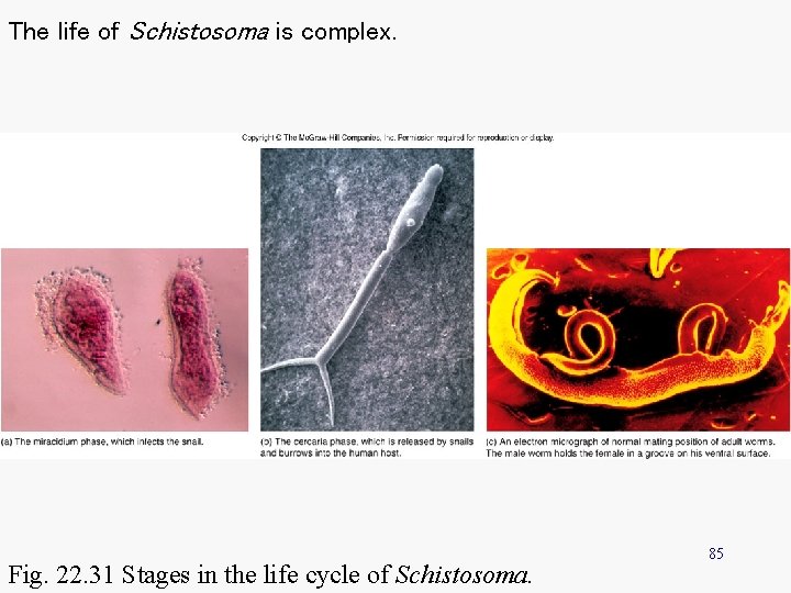 The life of Schistosoma is complex. Fig. 22. 31 Stages in the life cycle