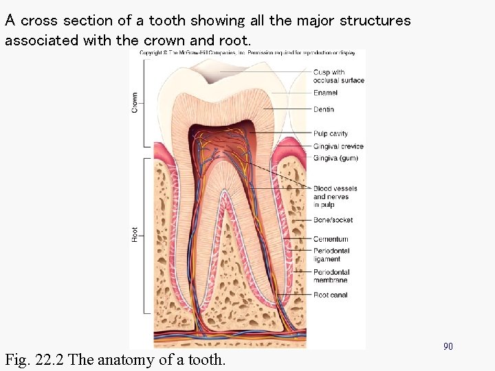 A cross section of a tooth showing all the major structures associated with the