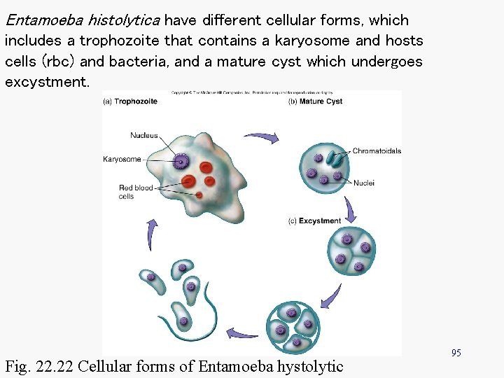 Entamoeba histolytica have different cellular forms, which includes a trophozoite that contains a karyosome