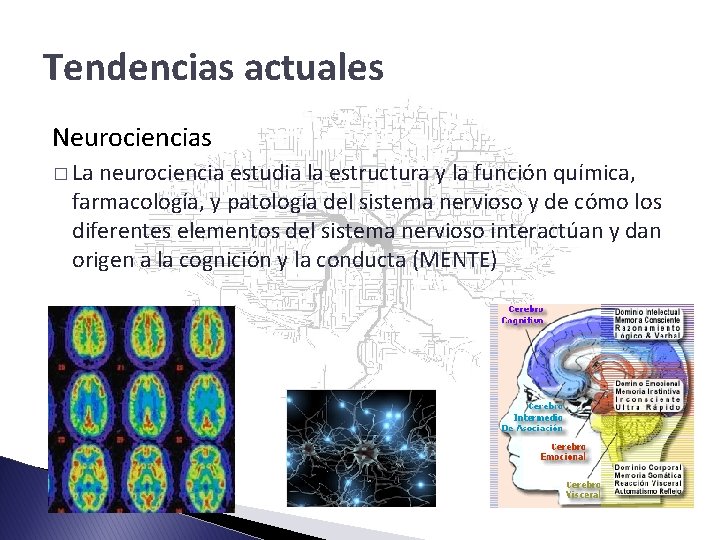 Tendencias actuales Neurociencias � La neurociencia estudia la estructura y la función química, farmacología,
