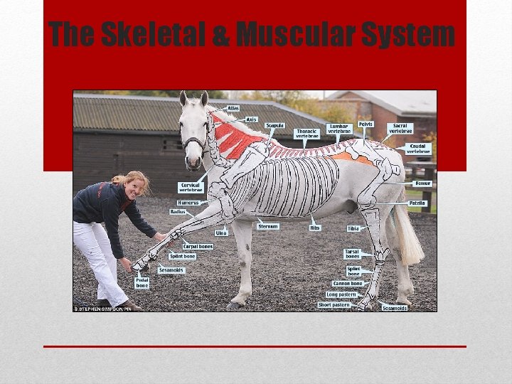 The Skeletal & Muscular System 
