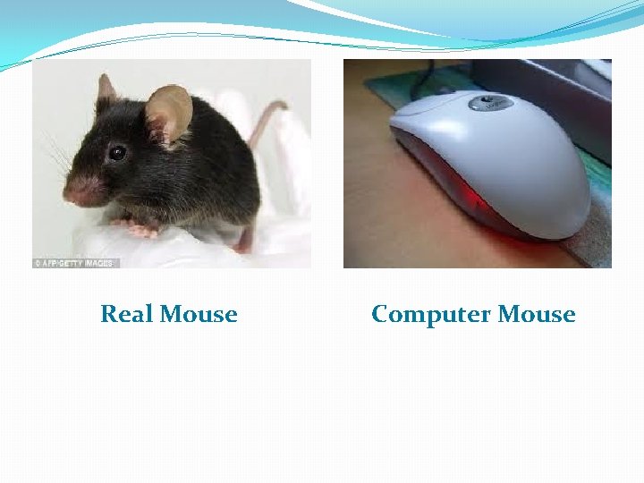 Real Mouse Computer Mouse 