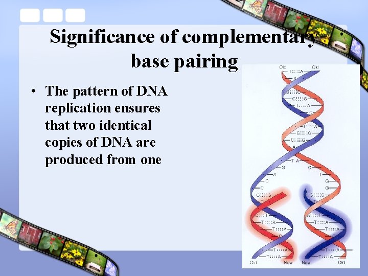 Significance of complementary base pairing • The pattern of DNA replication ensures that two