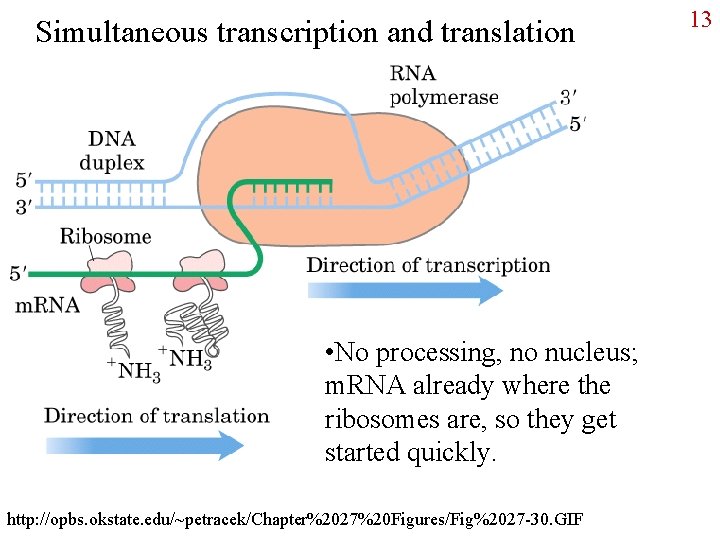 Simultaneous transcription and translation • No processing, no nucleus; m. RNA already where the