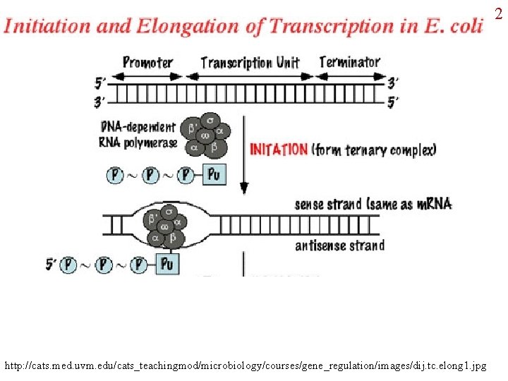 2 http: //cats. med. uvm. edu/cats_teachingmod/microbiology/courses/gene_regulation/images/dij. tc. elong 1. jpg 