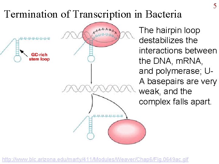 Termination of Transcription in Bacteria 5 The hairpin loop destabilizes the interactions between the