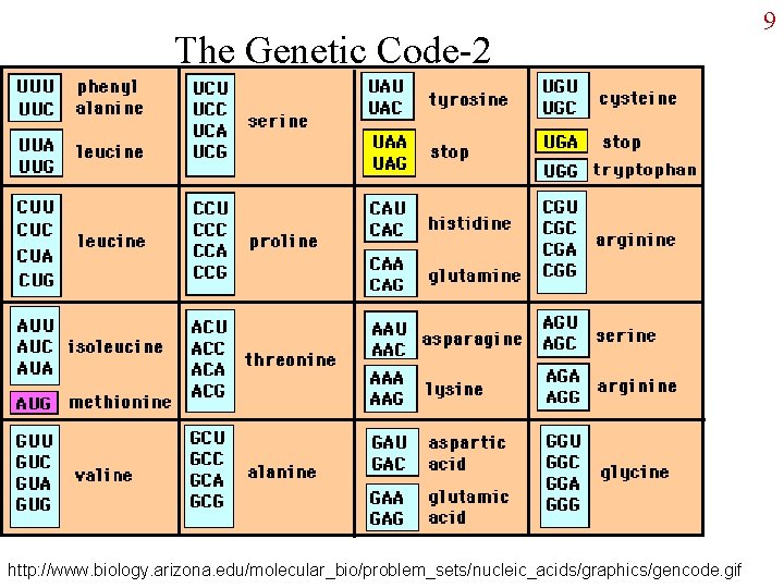 The Genetic Code-2 http: //www. biology. arizona. edu/molecular_bio/problem_sets/nucleic_acids/graphics/gencode. gif 9 