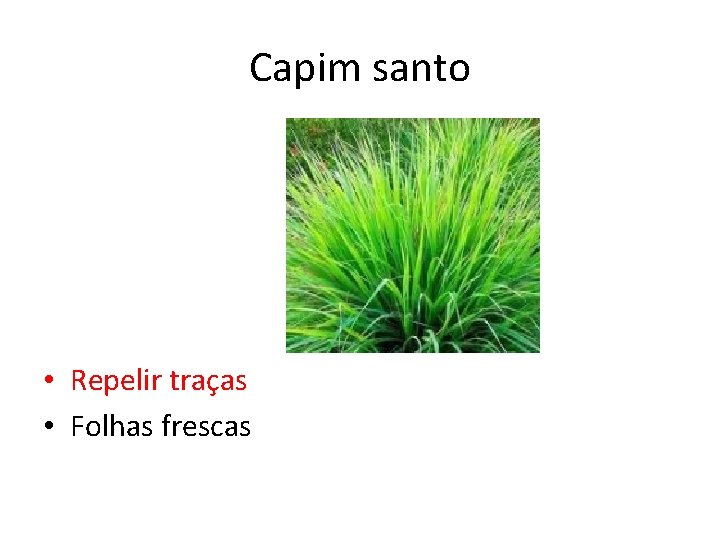 Capim santo • Repelir traças • Folhas frescas 