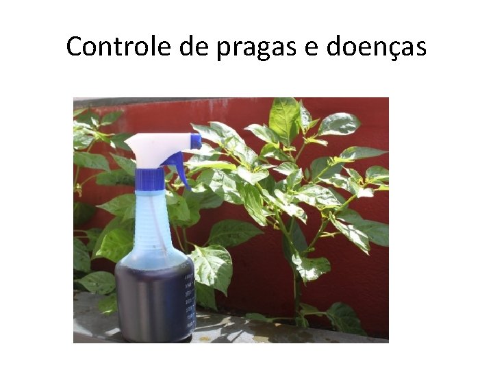 Controle de pragas e doenças 