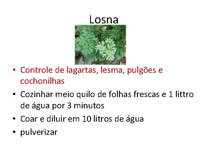 Losna • Controle de lagartas, lesma, pulgões e cochonilhas • Cozinhar meio quilo de