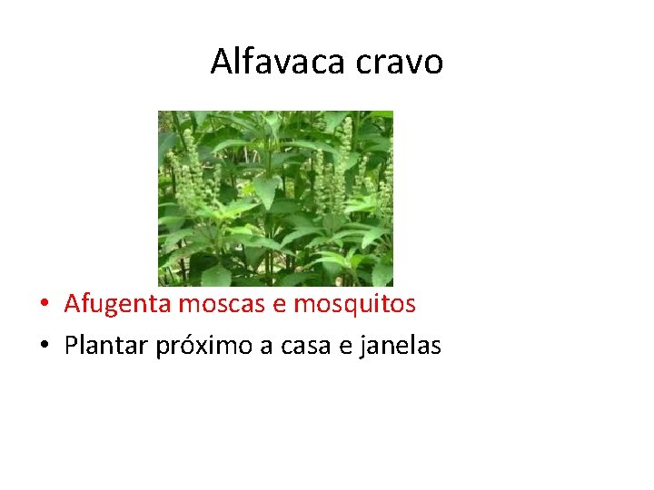 Alfavaca cravo • Afugenta moscas e mosquitos • Plantar próximo a casa e janelas