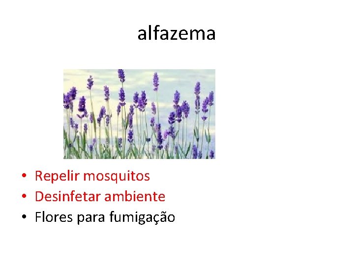 alfazema • Repelir mosquitos • Desinfetar ambiente • Flores para fumigação 