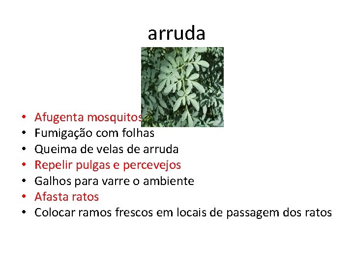 arruda • • Afugenta mosquitos Fumigação com folhas Queima de velas de arruda Repelir