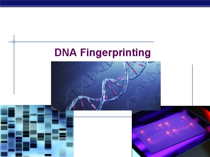 DNA Fingerprinting AP Biology 2007 -2008 