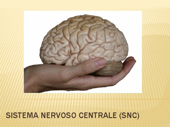 SISTEMA NERVOSO CENTRALE (SNC) 