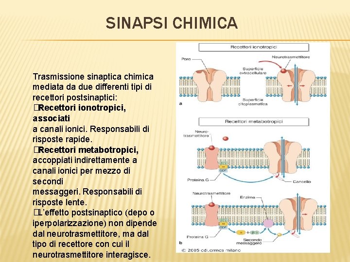 SINAPSI CHIMICA Trasmissione sinaptica chimica mediata da due differenti tipi di recettori postsinaptici: �Recettori