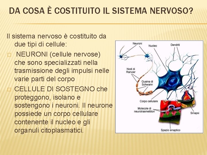 DA COSA È COSTITUITO IL SISTEMA NERVOSO? Il sistema nervoso è costituito da due