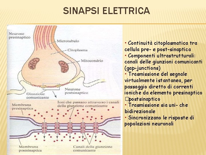 SINAPSI ELETTRICA • Continuità citoplasmatica tra cellula pre- e post-sinaptica • Componenti ultrastrutturali: canali