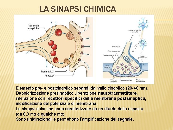 LA SINAPSI CHIMICA Elemento pre- e postsinaptico separati dal vallo sinaptico (20 -40 nm).