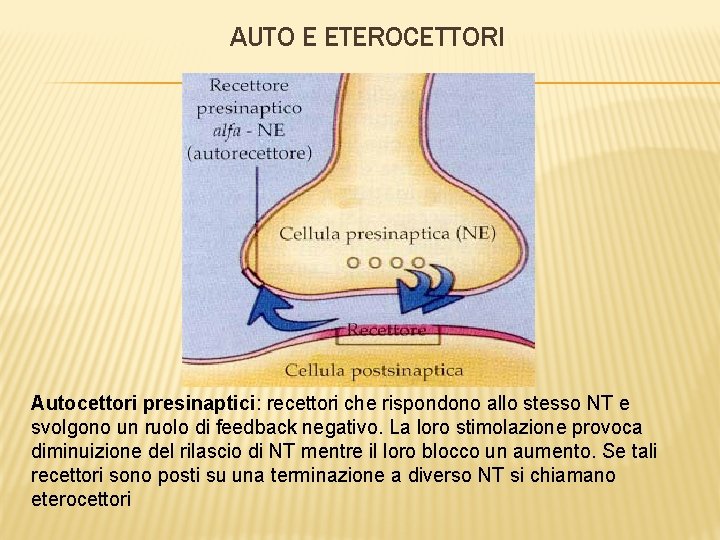 AUTO E ETEROCETTORI Autocettori presinaptici: recettori che rispondono allo stesso NT e svolgono un