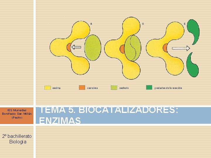 IES Muriedas Bonifacio San Millán (Pachi) 2º bachillerato Biología TEMA 5. BIOCATALIZADORES: ENZIMAS 