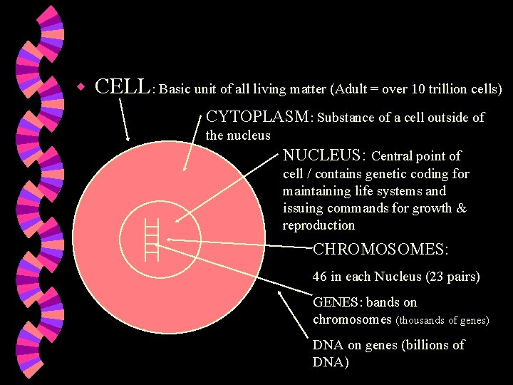 w CELL: Basic unit of all living matter (Adult = over 10 trillion cells)