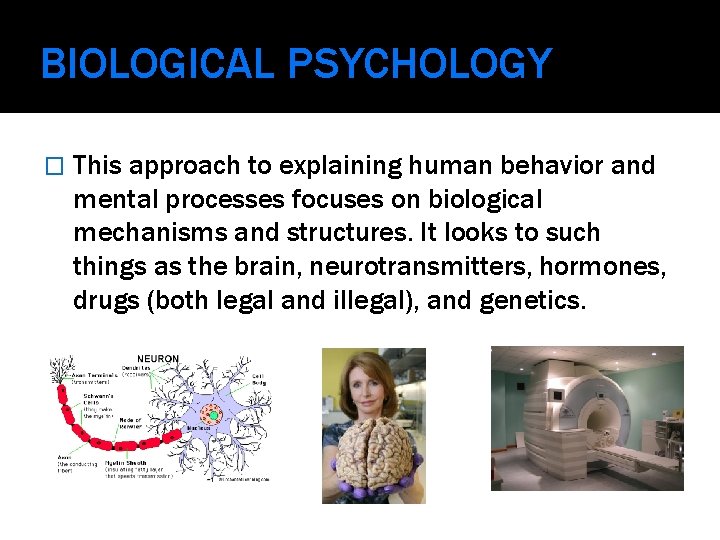 BIOLOGICAL PSYCHOLOGY � This approach to explaining human behavior and mental processes focuses on