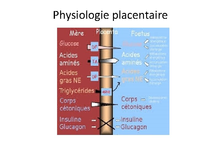 Physiologie placentaire 