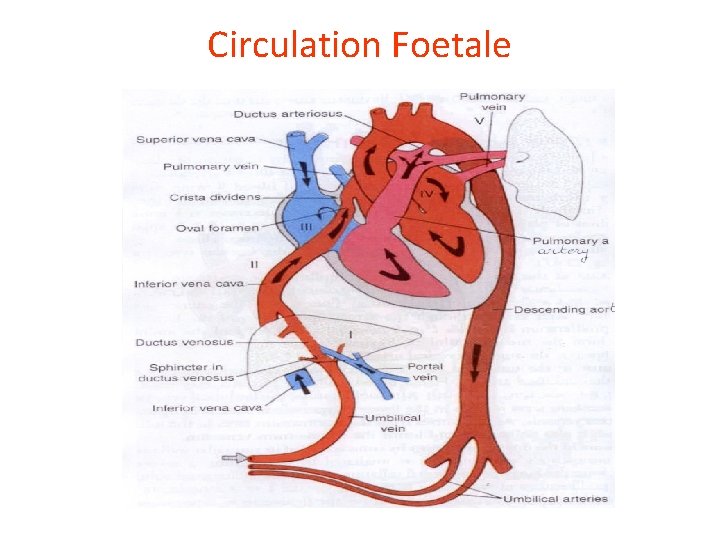 Circulation Foetale 