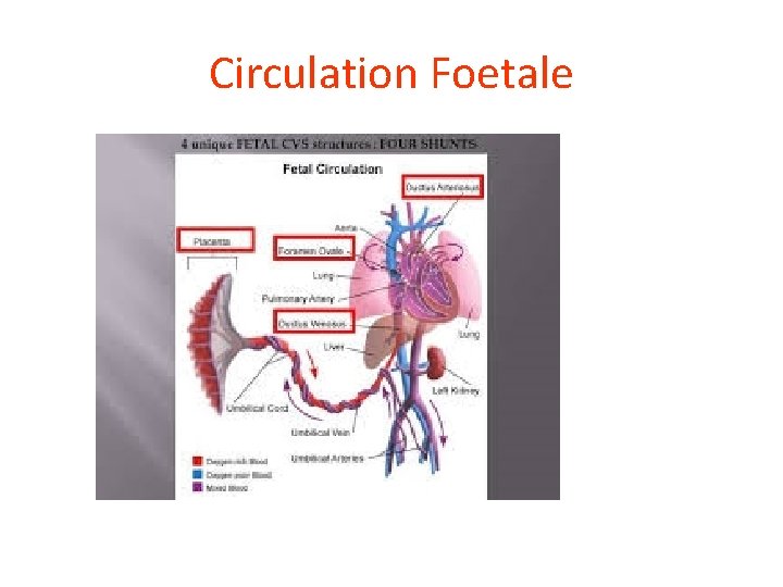 Circulation Foetale 