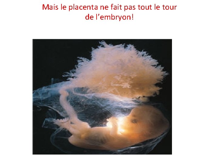 Mais le placenta ne fait pas tout le tour de l’embryon! 