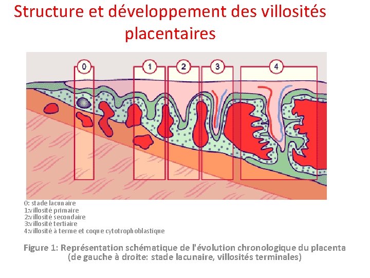 Structure et développement des villosités placentaires 0 0: stade lacunaire 1: villosité primaire 2:
