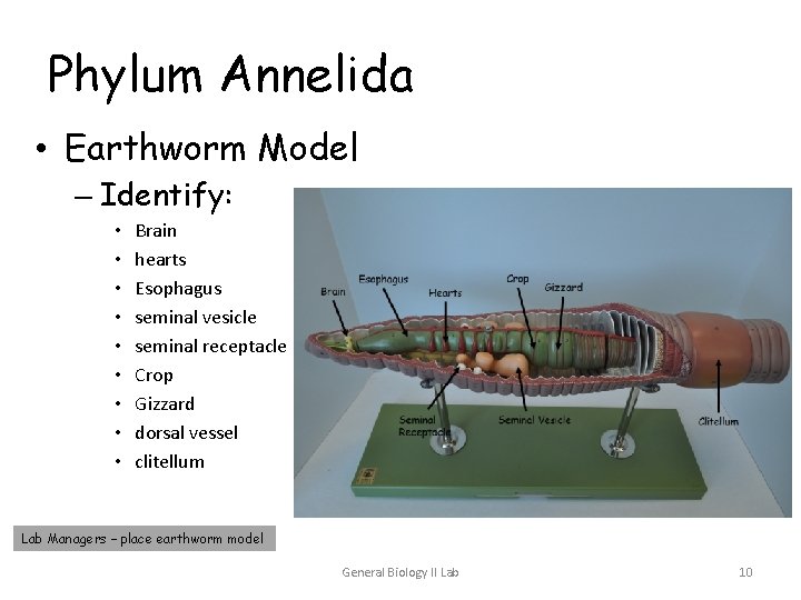 Phylum Annelida • Earthworm Model – Identify: • • • Brain hearts Esophagus seminal Phylum Annelida • Earthworm Model – Identify: • • • Brain hearts Esophagus seminal