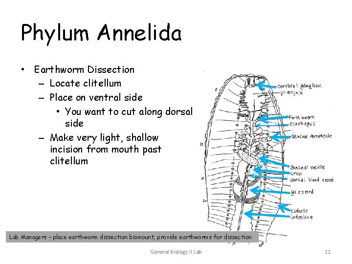 Phylum Annelida • Earthworm Dissection – Locate clitellum – Place on ventral side • Phylum Annelida • Earthworm Dissection – Locate clitellum – Place on ventral side •