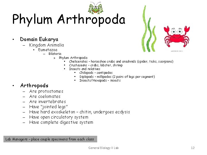 Phylum Arthropoda • Domain Eukarya – Kingdom Animalia • Eumetazoa – • Arthropods – Phylum Arthropoda • Domain Eukarya – Kingdom Animalia • Eumetazoa – • Arthropods –