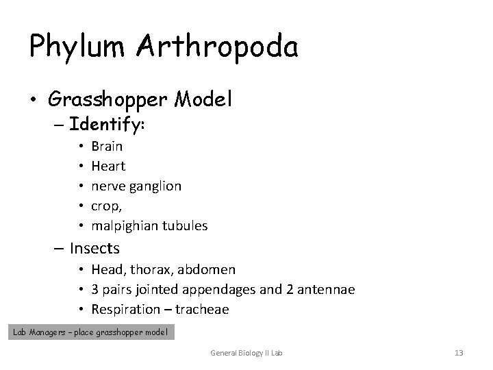 Phylum Arthropoda • Grasshopper Model – Identify: • • • Brain Heart nerve ganglion Phylum Arthropoda • Grasshopper Model – Identify: • • • Brain Heart nerve ganglion