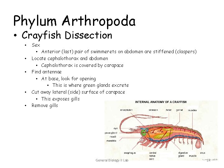Phylum Arthropoda • Crayfish Dissection • • • Sex • Anterior (last) pair of Phylum Arthropoda • Crayfish Dissection • • • Sex • Anterior (last) pair of